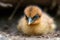 fuzzy chick peeking out from under its downy feathers