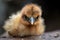 fuzzy chick peeking out from under its downy feathers