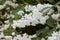 Fuzzy Deutzia, Deutzia scabra double flowered in bloom