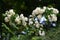 Fuzzy deutzia ( Deutzia scabra ) flowers.