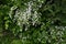 Fuzzy deutzia ( Deutzia scabra ) flowers.