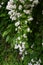 Fuzzy deutzia ( Deutzia scabra ) flowers.