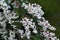 Fuzzy deutzia, or Deutzia scabra flowers in a garden