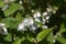 Fuzzy deutzia Flore Pleno