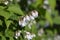 Fuzzy deutzia Flore Pleno