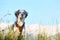 Fuzzy dog in green grass and high mountains and blue sky at background, freedom travel concept, copy space