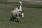 Fuzzy donkey walking by Llama in pasture