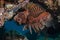fuzzy dwarf lionfish, shortfin lionfish dendrochirus brachypterus