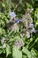 Fuzzy edible borage flowers or starflower