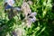 Fuzzy edible borage flowers or starflower