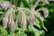 Fuzzy edible borage flowers or starflower