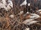 Fuzzy fall plants blowing in the wind