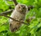 Fuzzy fluffy Eastern Screech Owlet