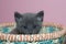 Fuzzy fluffy gray 4 week old tabby kitten peaking over the top of basket