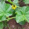 Fuzzy Garden Squash Bee