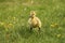 Fuzzy gosling eating dandelion leaf