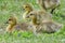 Fuzzy Goslings Sitting in the Grass