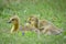 Fuzzy Goslings Sitting in the Grass