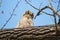 Fuzzy Great Horned Owl Nestling