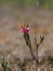 Fuzzy, green leaf bud and pink wild lingonberry flowers