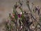 Fuzzy, green leaf bud and pink wild lingonberry flowers