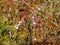 Fuzzy, green leaf bud and pink wild lingonberry flowers