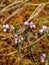 Fuzzy, green leaf bud and pink wild lingonberry flowers