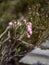 Fuzzy, green leaf bud and pink wild lingonberry flowers