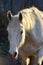 Fuzzy Grey Horse Sticking Out Tongue