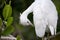 Fuzzy head of a young Great egret bird Ardea alba