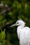 Fuzzy head of a young Great egret bird Ardea alba