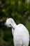 Fuzzy head of a young Great egret bird Ardea alba