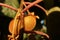 Fuzzy kiwifruit on a wild tree