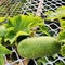 A Fuzzy Melon and vine in the Garden. Also known as a Winter Melon.