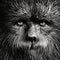 Fuzzy Monkey: Realistic Hyper-detailed Portrait In Black And White