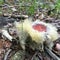 Fuzzy Mushroom on the forest floor