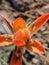 Fuzzy Orange Plant Close Up