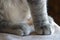 Fuzzy paws of a ktten.. A pettable texture. Grey tabby cat.