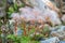 Fuzzy pink seedheads of Creeping Avens