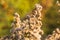 Fuzzy plant at sunset with soft focused background