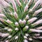 A fuzzy and prickly texture with cactus needles and wooly thistle1, Generative AI