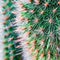 A fuzzy and prickly texture with cactus needles and wooly thistle2, Generative AI