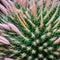 A fuzzy and prickly texture with cactus needles and wooly thistle4, Generative AI