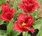 Fuzzy red tulips in a field of tulips in Washington