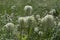 Fuzzy Seeded Mountain Plants Look Like a Mop