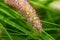 Fuzzy seedhead of ornamental grass fountaingrass with waterdrop, closeup.