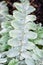 Fuzzy silvery leaves with patterns in a low growing plant in a fall garden, as a nature background