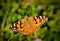 Fuzzy Spotted Orange Spring Butterfly on Flowers