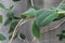 Fuzzy vines and leaves against a concrete wall