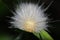 Fuzzy white caterpillar close-up